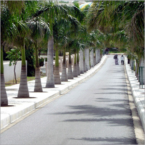 Landscaping Construction