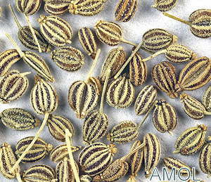 THYMOL OIL
