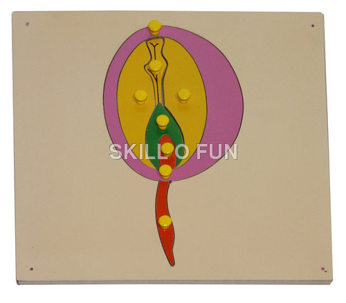 Montessori Equipments