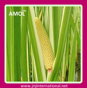 CALAMUS OIL