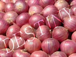 Onion 