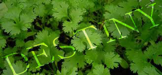 Coriander
