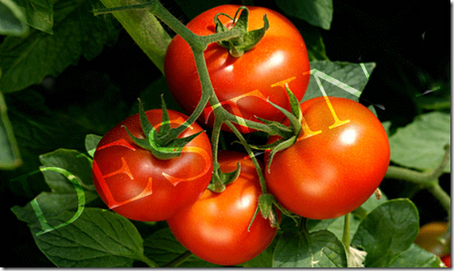 Tomato 