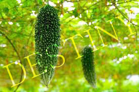 bitter gourd