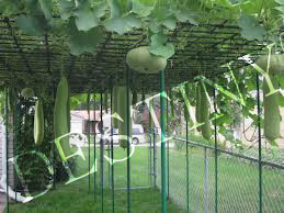 bottle gourds