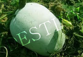 White Pumpkin
