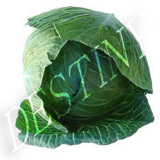 Cabbage