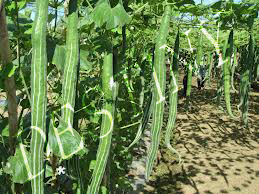 Snake Gourd
