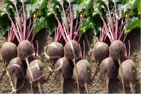 Beetroot 
