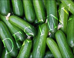 Cucumber