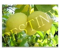 Lemon