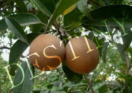Chikoos {Sapota}