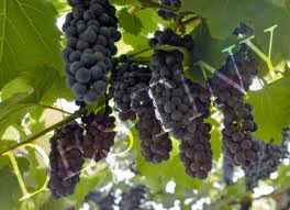 Black Grapes