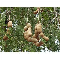 Tamarind
