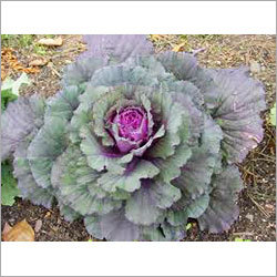 Cabbage - Purple Color Variable Size | Fresh Nutritious Versatile Crisp Texture