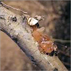 Gum Arabic