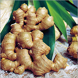 Fresh Vegetables