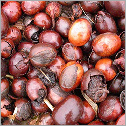 Shea Nuts