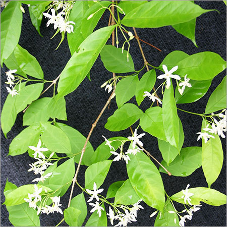 Natural Herbs