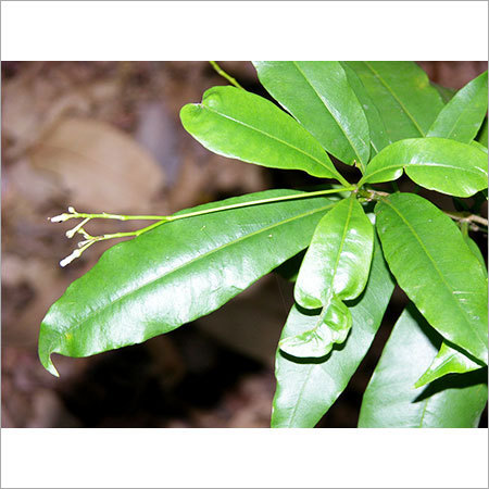 Rauwolfia Beddomei Herbs