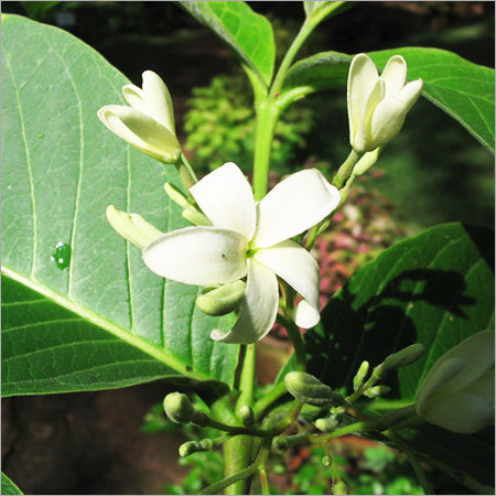 Ayurvedic Medicinal Plants