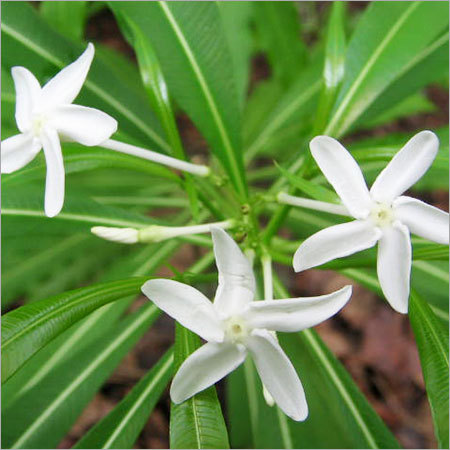 Alstonia Venenata Herbs