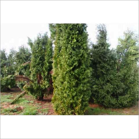 Ornamental Fern plant