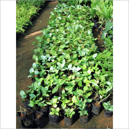 Syngonium Plant