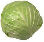 cabbage