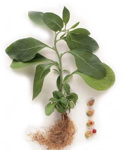 Ashwagandha Extract