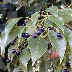 CAMPHOR OIL