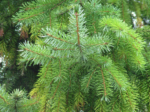 Fir Needle Oil