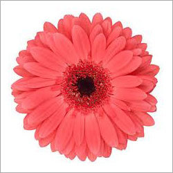 Gerbera Bismarck Flower