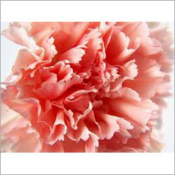 Carnation Flower
