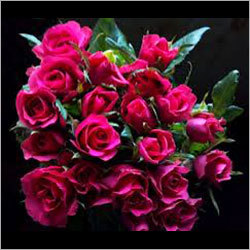 Rose Flower
