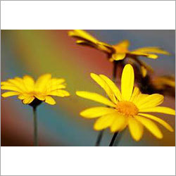 Sylvester Flower
