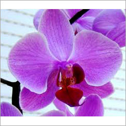 Orchid Flower
