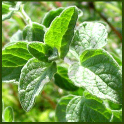 Sweet Marjoram Oil