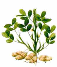 Arachis