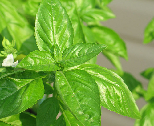 Basil oil