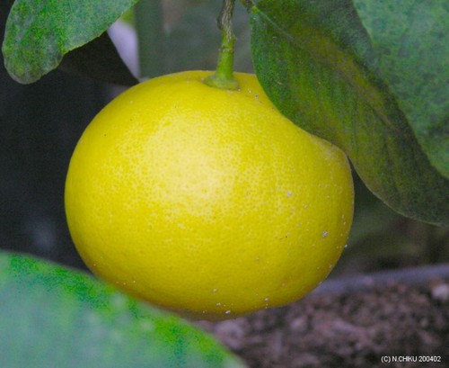 Bergamot oil