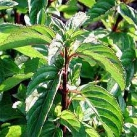 Bergamot mint