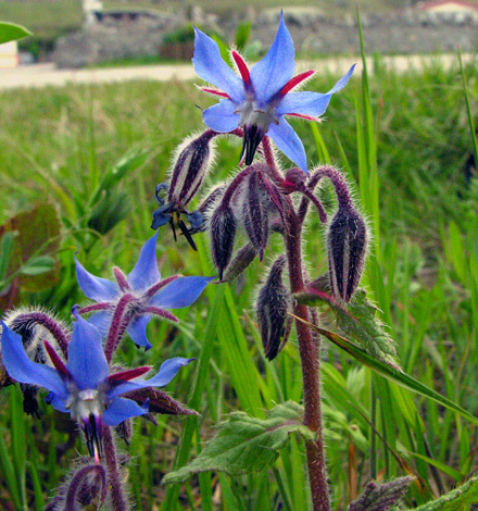 Borage Oil