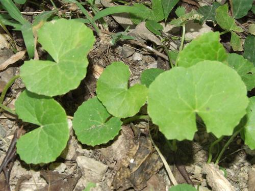 Brahmi Oil