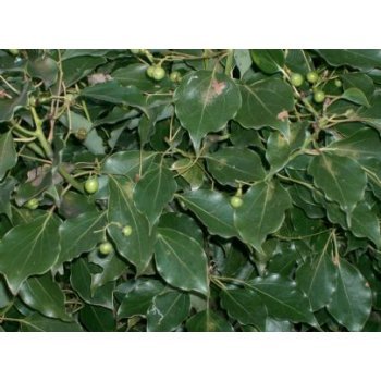 Camphor Oil - Refractive Index 1.4600-1.4670, Specific Gravity 0.8530-0.8650, Acid Number 1.0 Maximum | Strong Camphor Odour, Flash Point Above 40°C, Good Stability, Non-Irritating