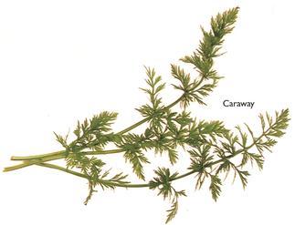 Caraway Oil