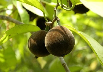 Chaulmoogra Oil