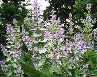 Clary Sage Oil