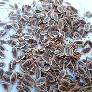 Dill Seed Oil 40%