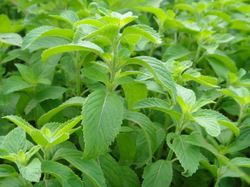 Geraniol Oil